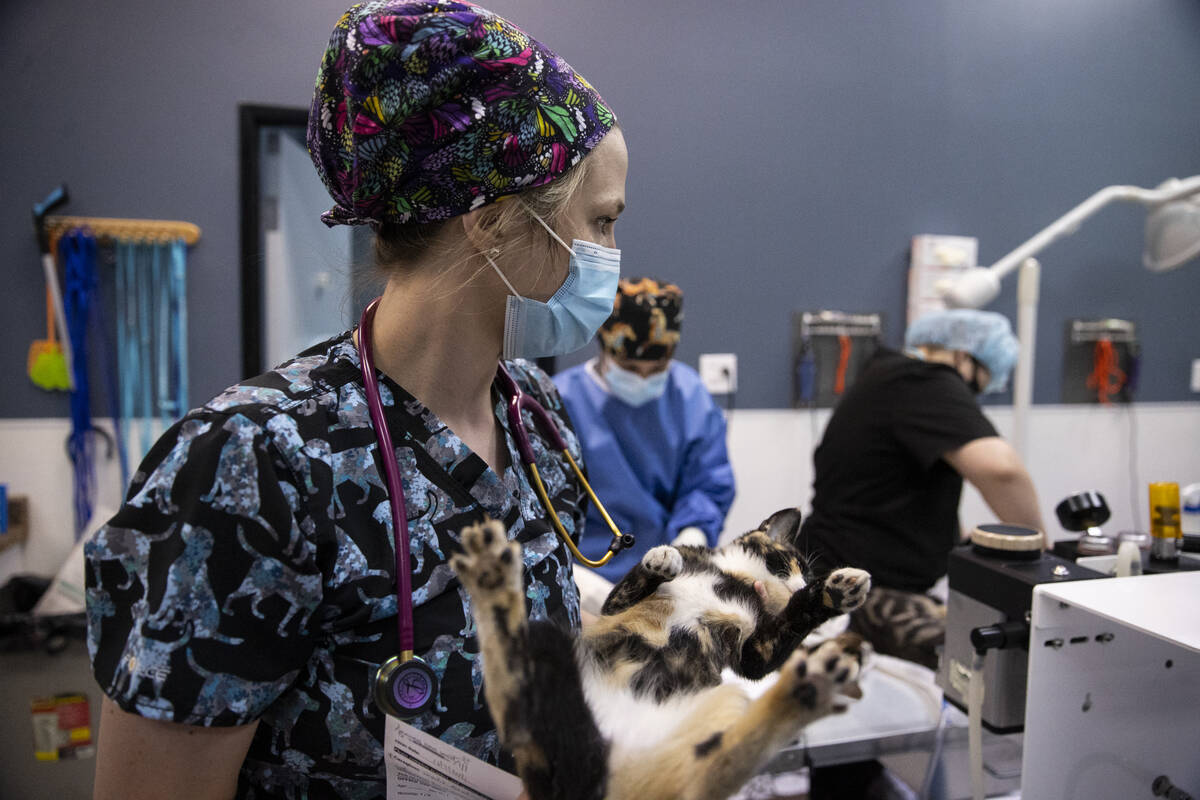 Licensed veterinary technician Annika Snider carries a cat under anesthesia before getting spay ...