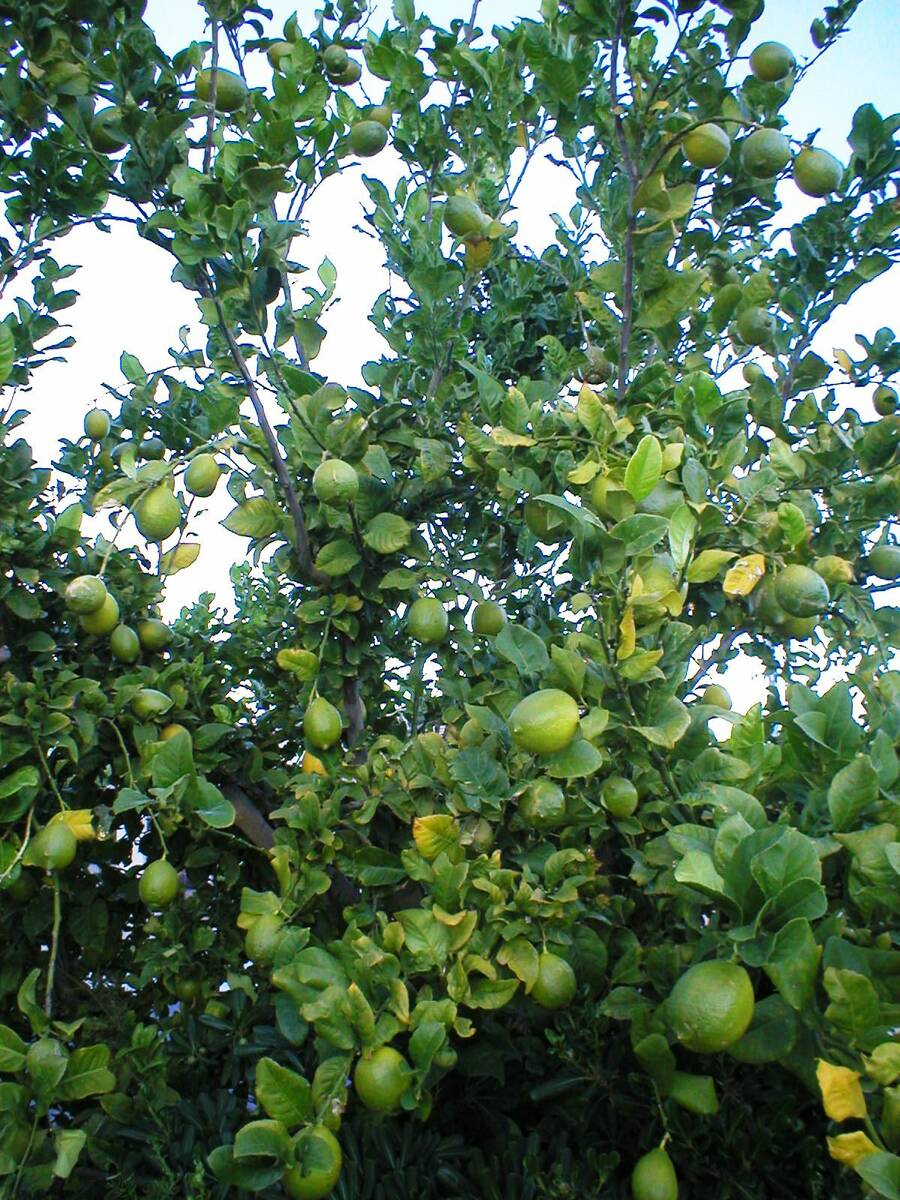 Lemons, like these on this Eureka tree, usually don’t ripen until about December. (Bob Morris)