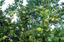 Lemons, like these on this Eureka tree, usually don’t ripen until about December. (Bob Morris)