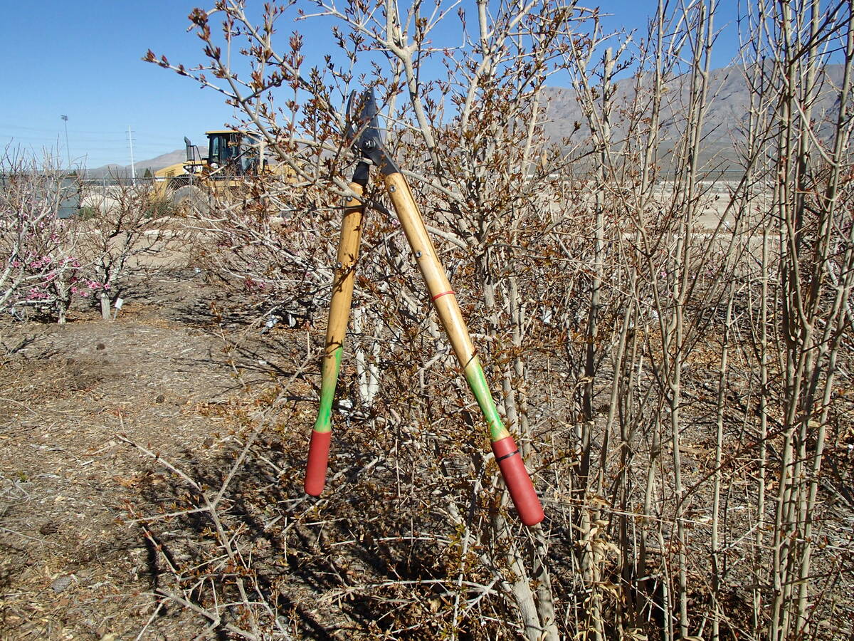 This lopper is used for pruning large branches and hung up in a tree properly so the blades don ...