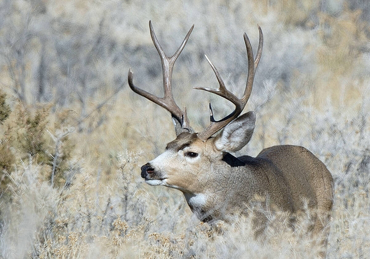 Mule deer migration patterns useful info for hunters | Las Vegas  Review-Journal
