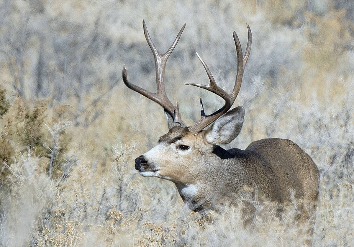 Mule deer migration patterns useful info for hunters | Las Vegas Review-Journal Mule deer migration patterns useful info for hunters | Las Vegas Review-Journal