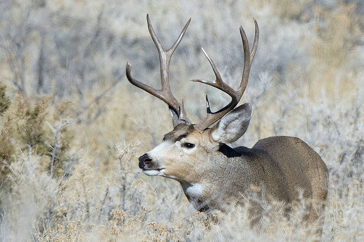 Mule deer migration patterns useful info for hunters | In The Outdoors ...