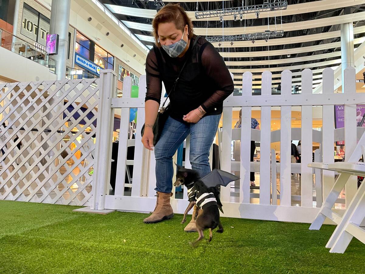 Are Dogs Allowed In The Mall