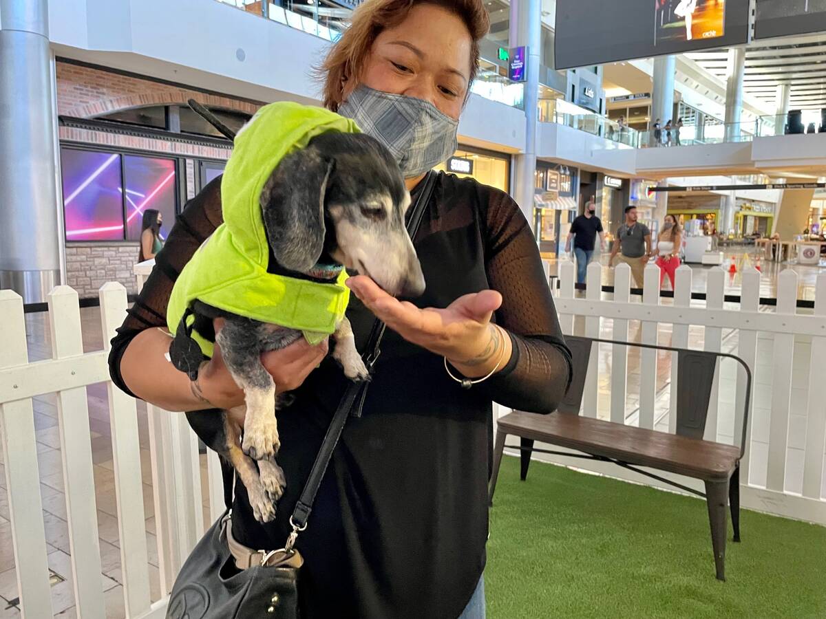 Kiley Esprecion, dog coordinator for Heaven Can Wait Animal Society, gives Stewie the dachshund ...