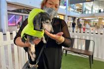 Kiley Esprecion, dog coordinator for Heaven Can Wait Animal Society, gives Stewie the dachshund ...