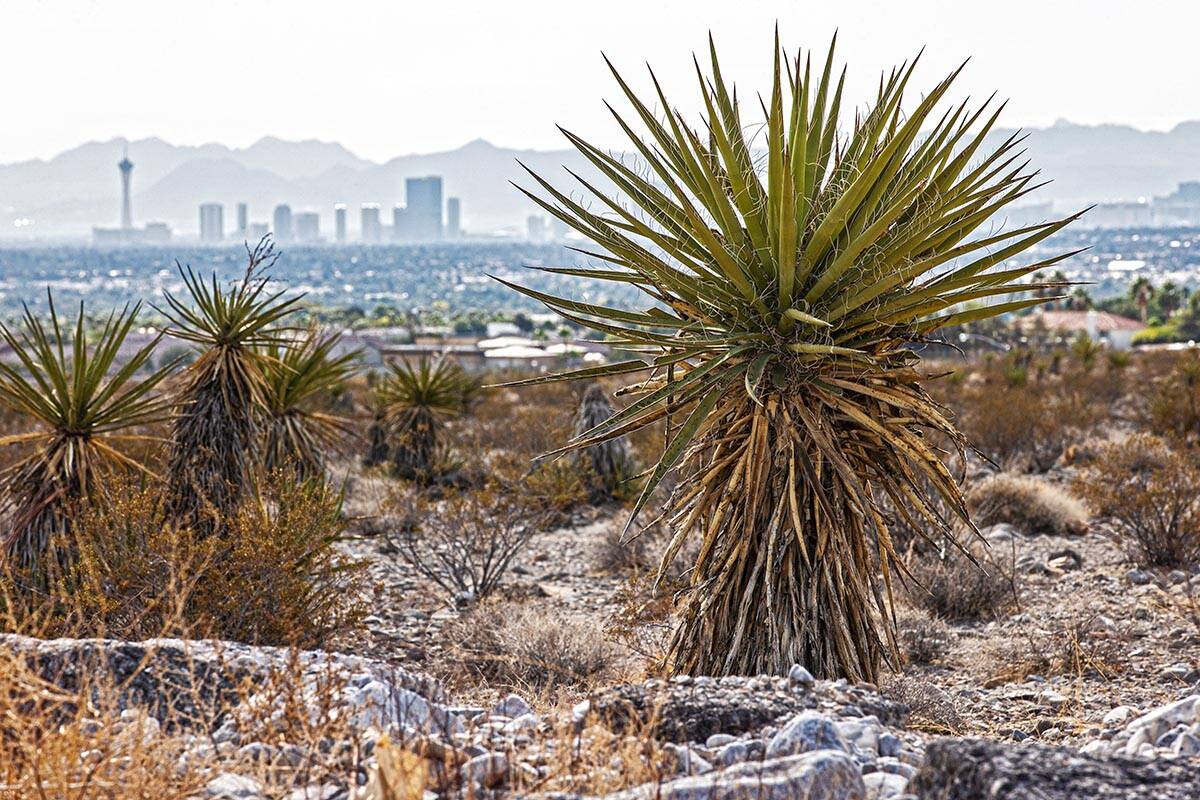 The Las Vegas skyline seen from a vacant field on Saturday, Oct. 9, 2021, in Las Vegas. McCarra ...