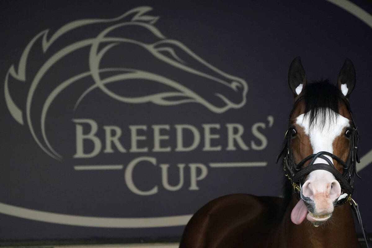 The horse Snapper Sinclair looks on in the paddocks during training before the Breeders' Cup Wo ...