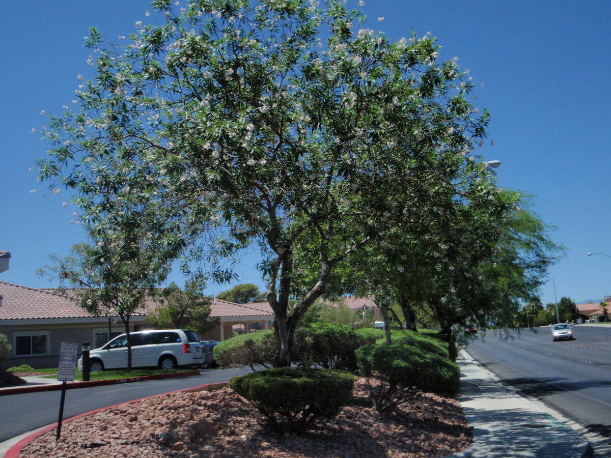 A chitalpa tree will grow to 30 feet tall when mature. (Bob Morris)