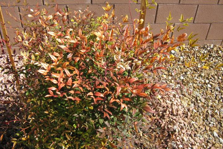 This heavenly bamboo is yellowing due to rock surroundings and poor soils. (Bob Morris)