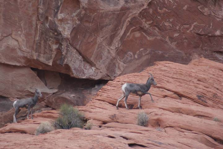 Although nature offers no guarantees, Valley of Fire State Park is among the most reliable loca ...