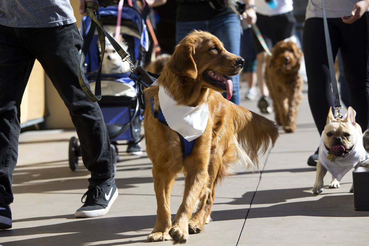 Owners and canines walk in honor of Tina Tintor and her golden retriever, Max, at Town Square L ...