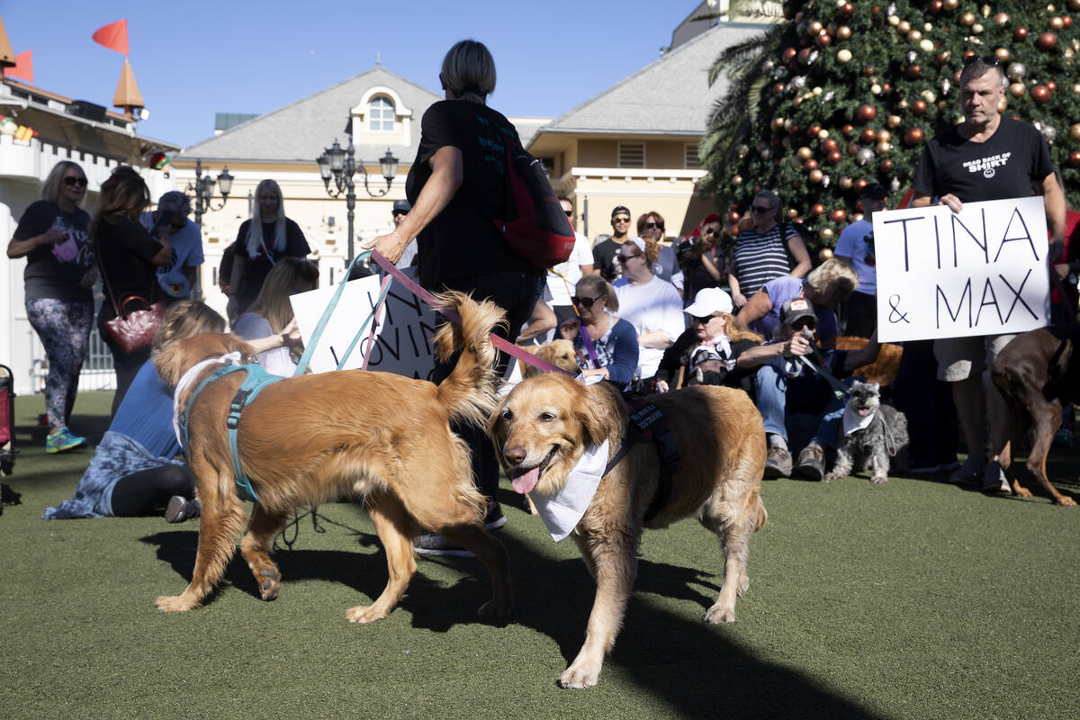 Event organizer Angela Pinzon holds onto her golden retrievers Rocky and Angel during a walk in ...