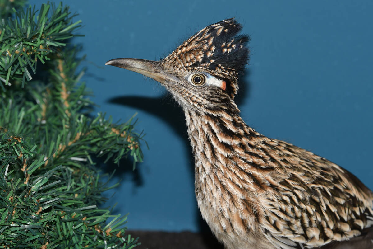 A roadrunner rests at Avian Haven, a bird rehab facility on Nov. 14, 2021 in Freedom, Maine. T ...