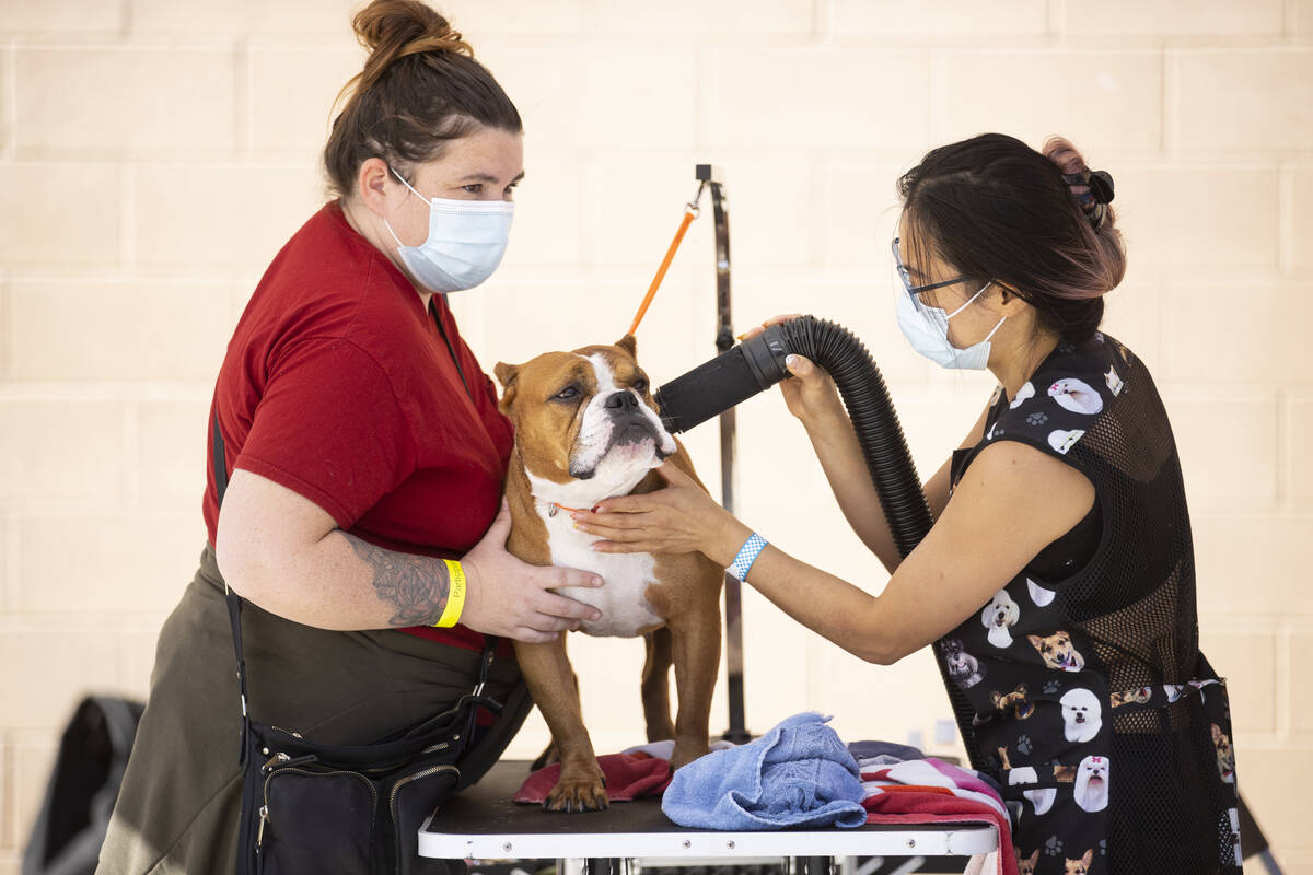 Participant Brittni Foster, left, gets her dog Rem a free grooming service from Street Dogz vol ...