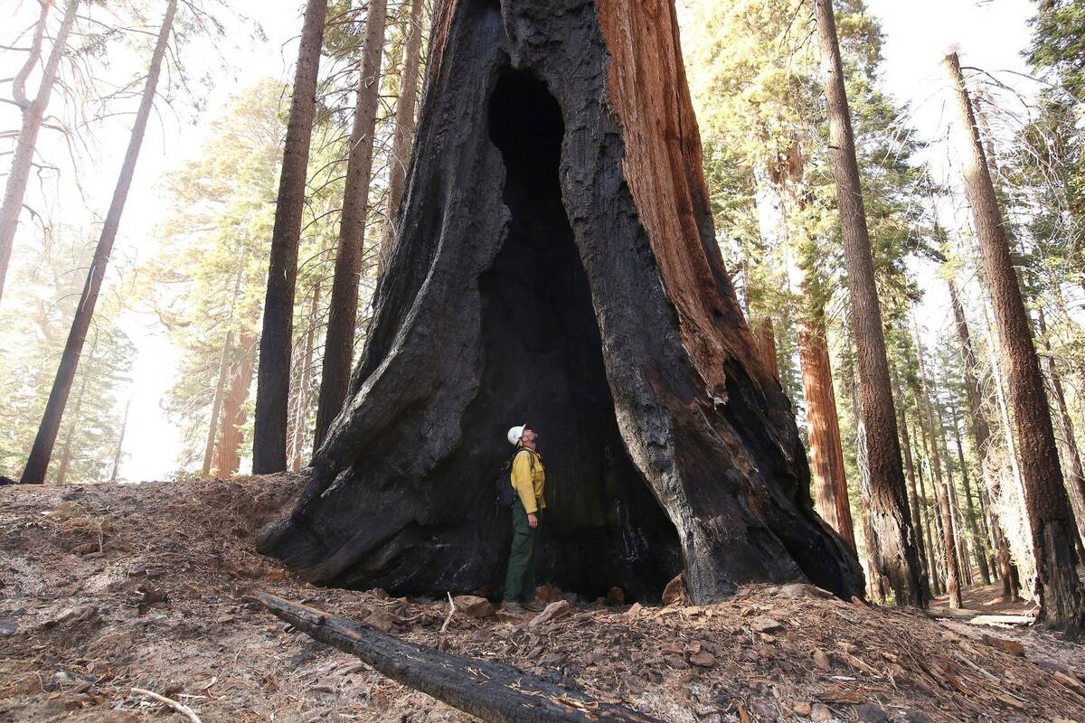 Assistant Fire Manager Leif Mathiesen, of the Sequoia & Kings Canyon Nation Park Fire Service, ...