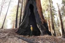 Assistant Fire Manager Leif Mathiesen, of the Sequoia & Kings Canyon Nation Park Fire Service, ...