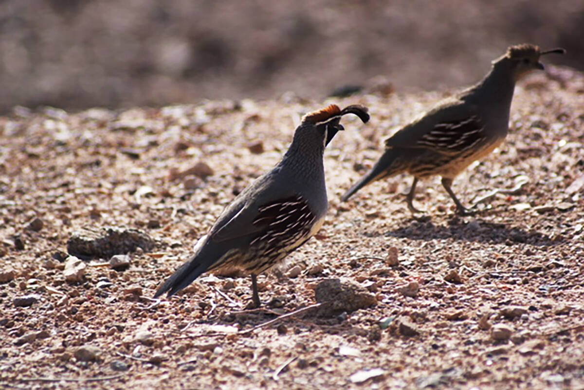 Gambel's Quail male and female at Lake Mead. (Las Vegas Review-Journal file)
