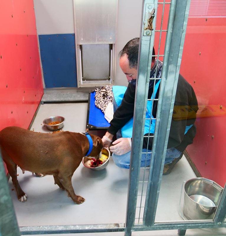 A dog chows down on a special Thanksgiving Day meal at The Animal Foundation in Las Vegas on Th ...