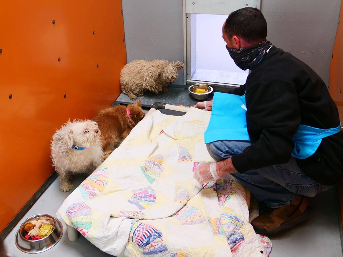 A trio of dogs are treated to a special Thanksgiving Day meal at The Animal Foundation in Las V ...