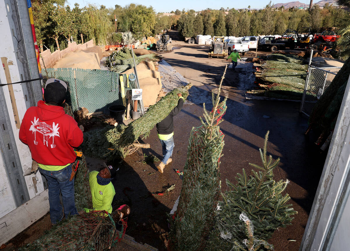Workers load Christmas trees at Moon Valley Nurseries on South Eastern in Las Vegas Monday, Nov ...