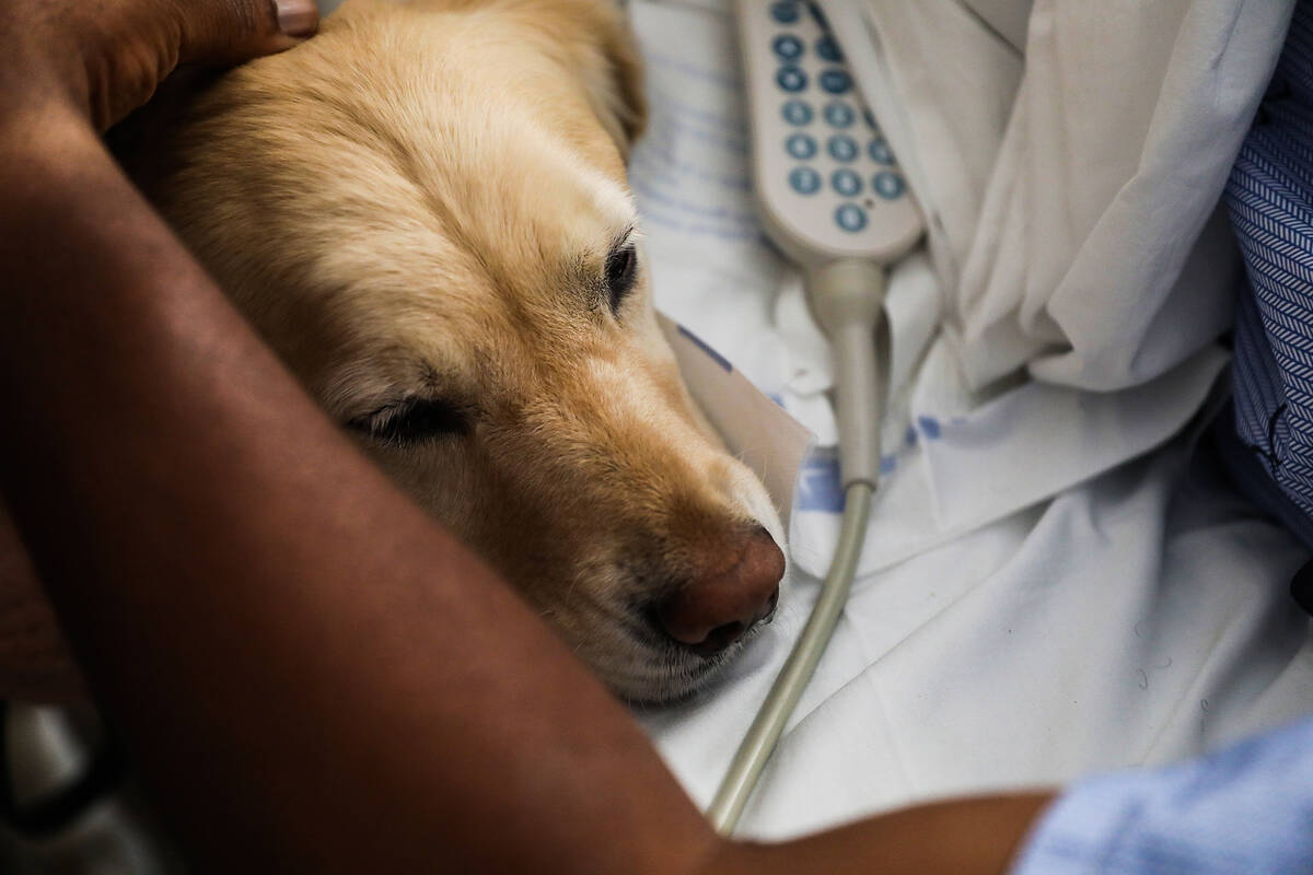Wes Wallace, of Virginia, pets Lois, a comfort dog, at Sunrise Hospital Monday, Nov. 8, 2021, i ...