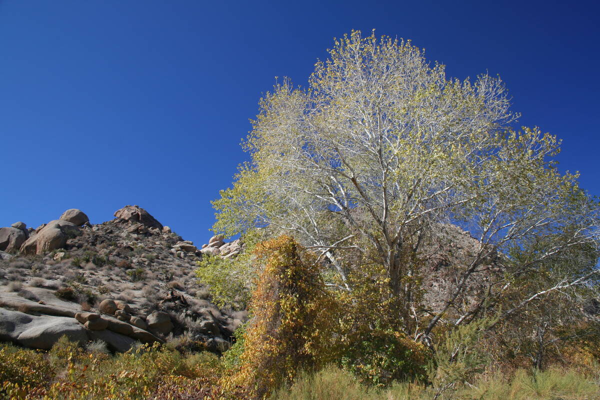 Canyon grapes, willow and cottonwood grow upstream thanks to natural water seeps and springs. ( ...