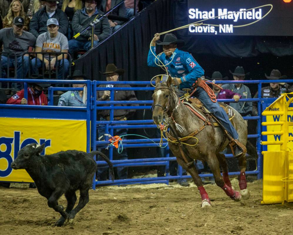 Shad Mayfield of Clovis, N.M., eyes his animal in Tie-Down Roping for first place during the Da ...