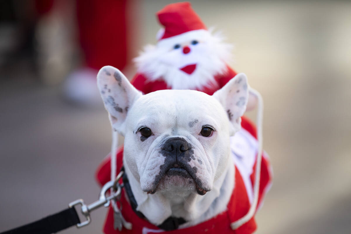 English bulldog Chance dressed up for the pet costume contest during The Las Vegas Great Santa ...