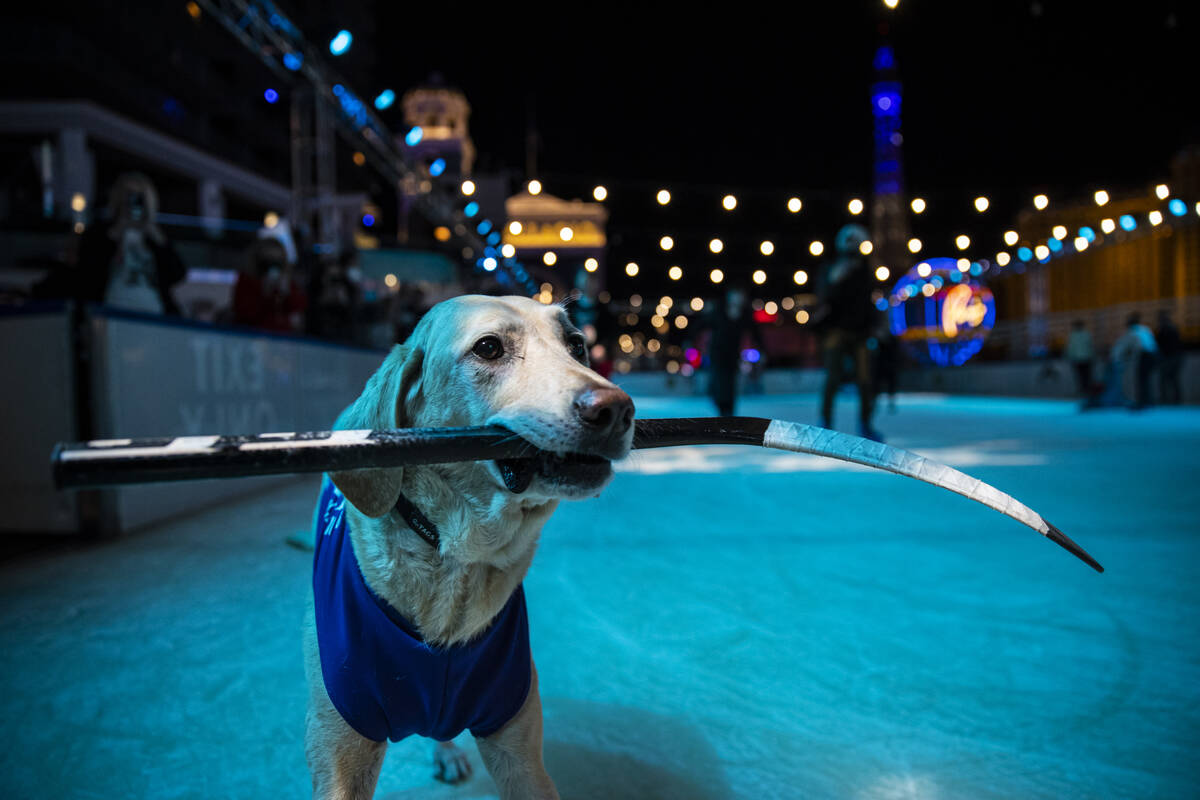 Las Vegas Ice Skating Dog Earns AKC National Award