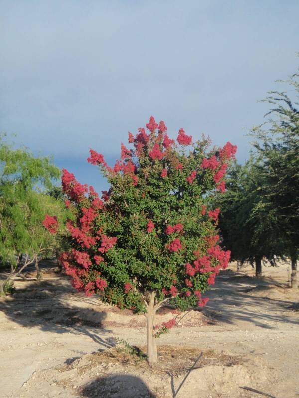 A crape myrtle tree needs regular irrigations and a spring fertilizer application plus EDDHA ir ...