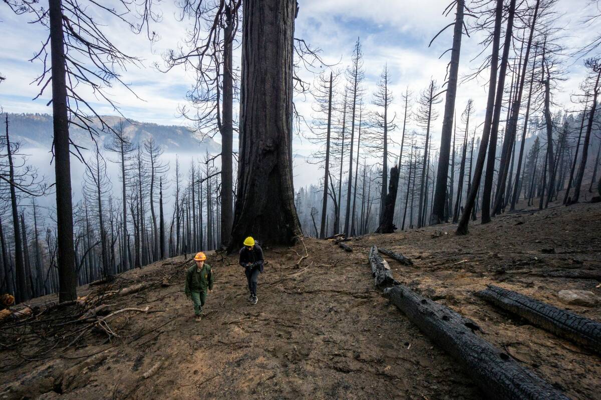 An NPS employee and a journalist explore an area of Redwood Canyon that burned during the KNP c ...