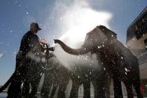 (Las Vegas Review-Journal)