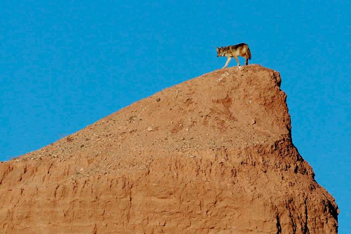 A coyote walks on a small ridge near the Overton Arm of Lake Mead at the Lake Mead National Rec ...