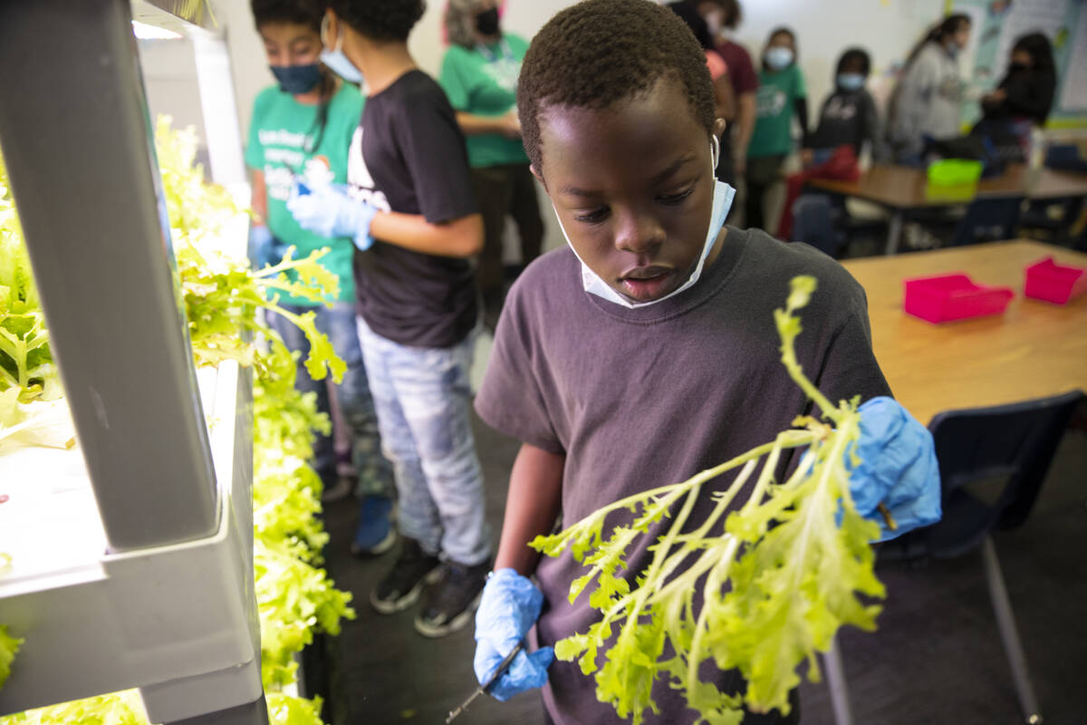 Antrell Montgomery, 9, harvests lettuce from a hydroponic garden during a Gardening Club meetin ...