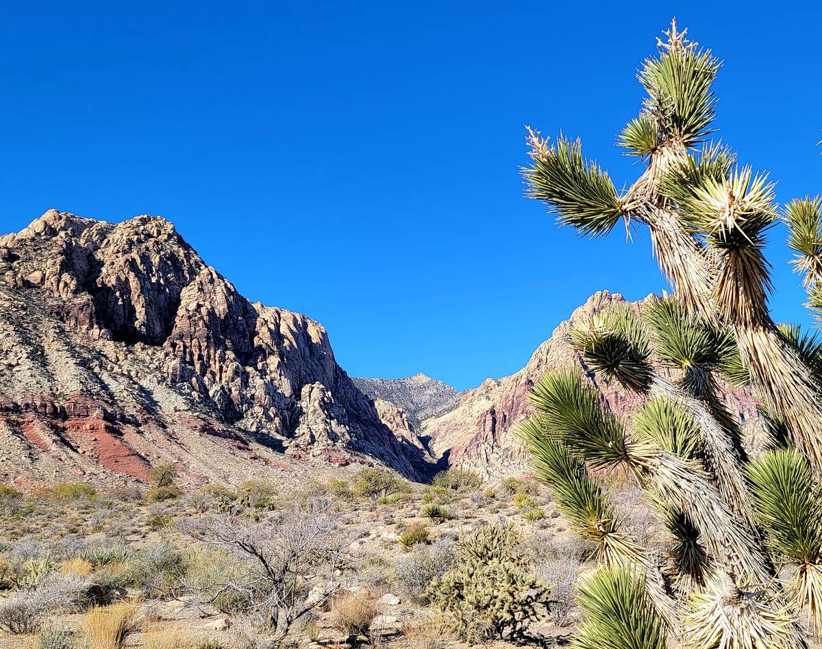 A view of Sandstone Canyon and part of the Spring Mountain range with a Joshua tree in the fore ...