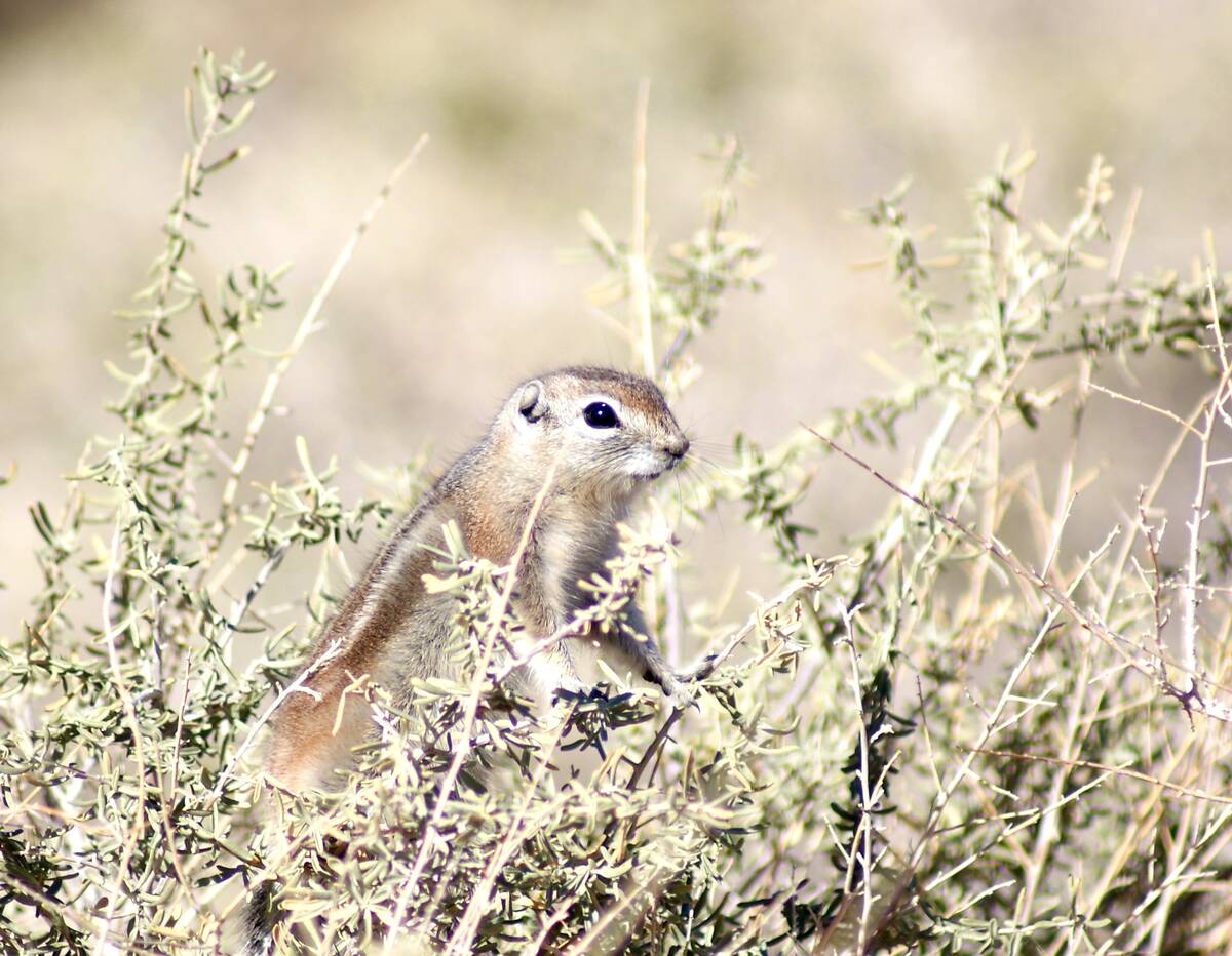 A ground squirrel takes a page from the birds and perches high in desert shrubbery to get a bet ...