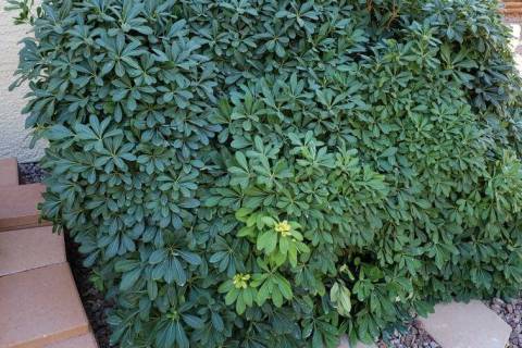 This mock orange is too large for the space. Pruning should be done the temperatures get warm. ...