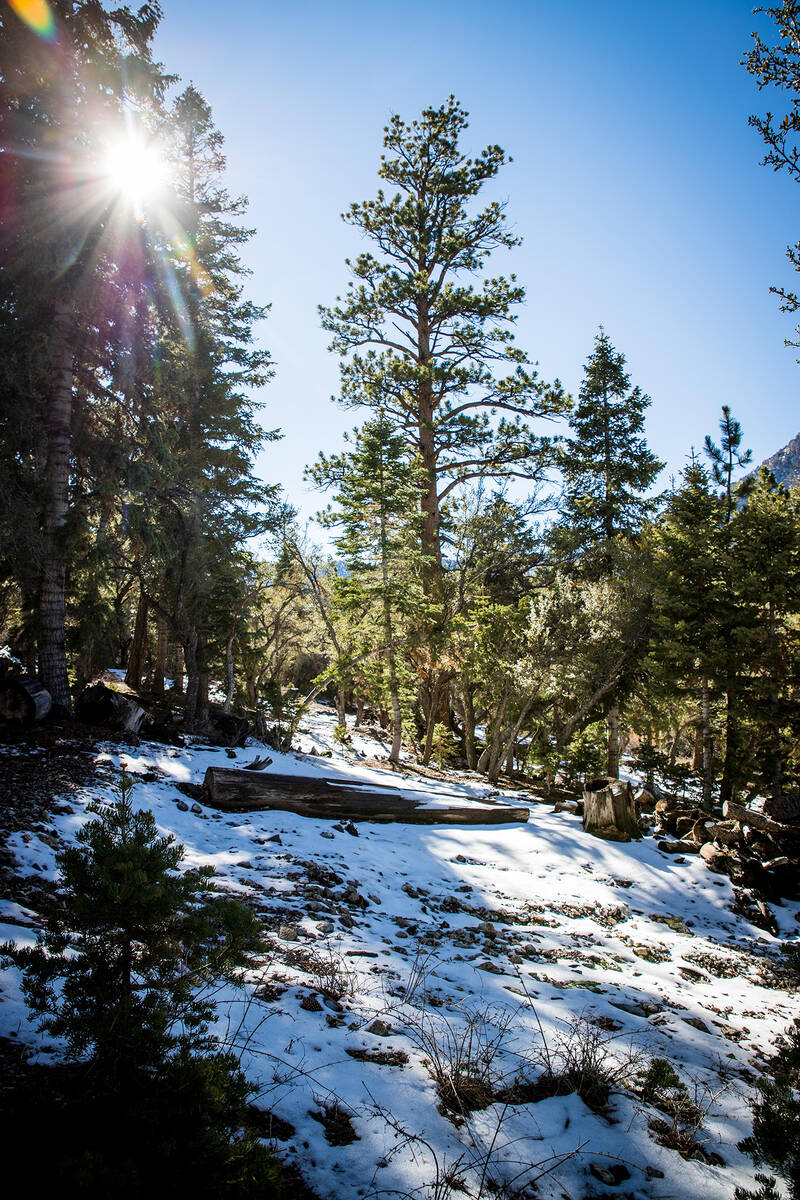The 3,349-square-foot cabin sits on a 0.46-acre property in the Toiyabe National Forest in Lee ...