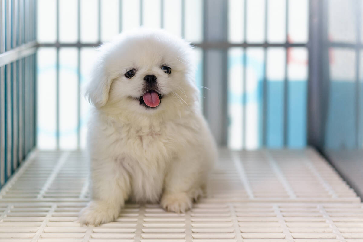 White sales pekingese puppies