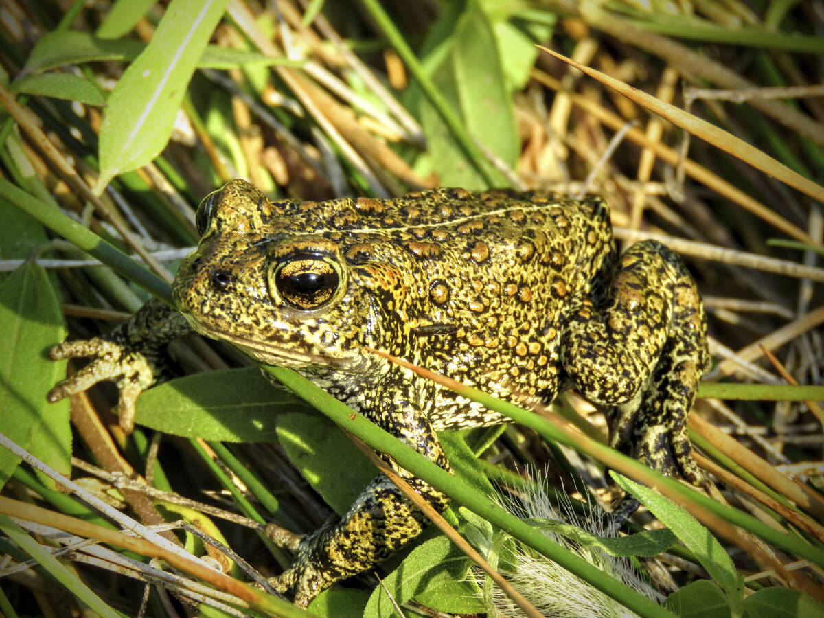A rare Dixie Valley toad sits in grass in June 2017 in the Dixie Meadows in Churchill County, N ...