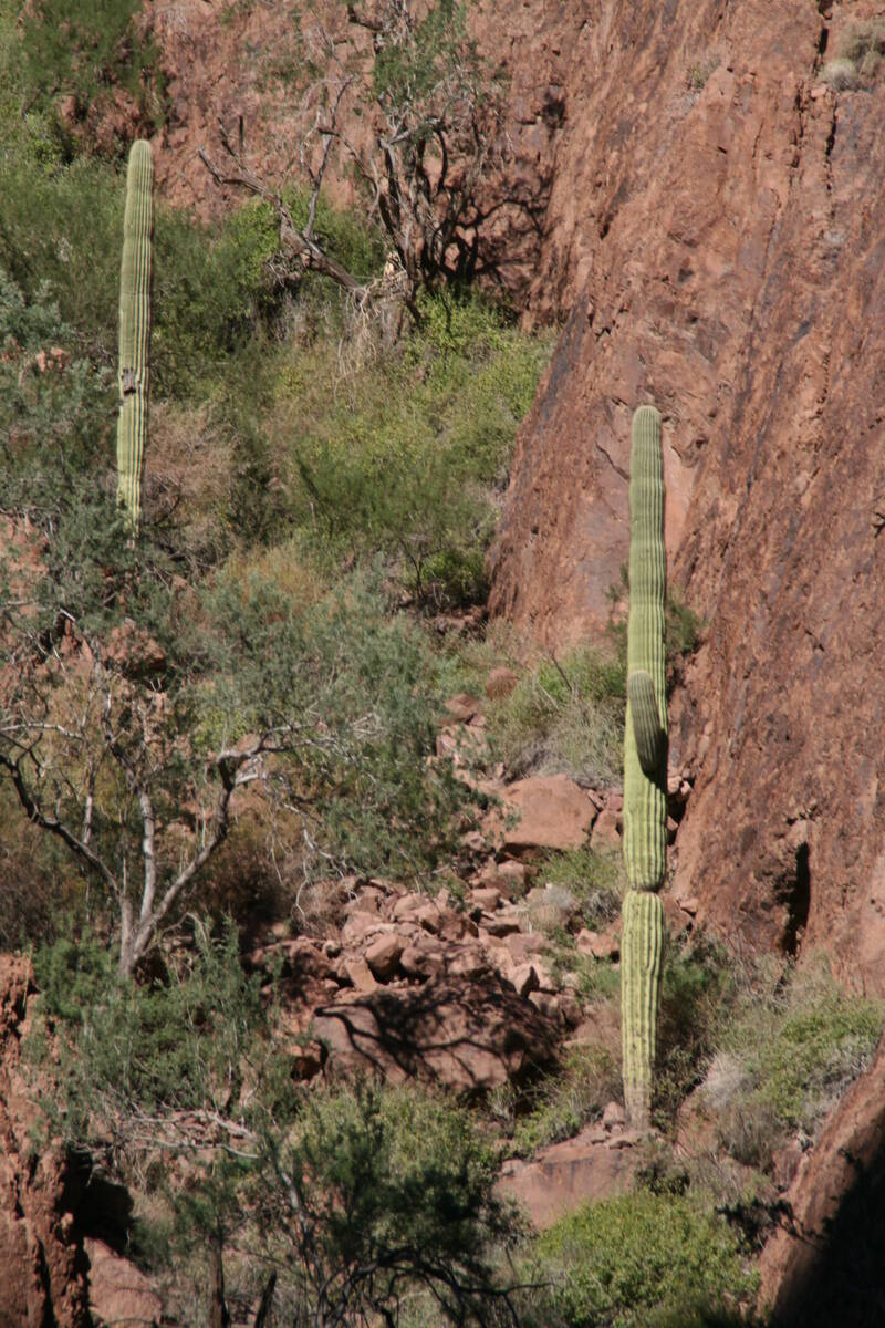 Near Palm Canyon you will find a typical Sonoran Desert habitat which supports saguaro catus, p ...