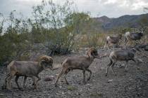 Bighorn sheep. (Morgan Lieberman?Las Vegas Review-Journal)