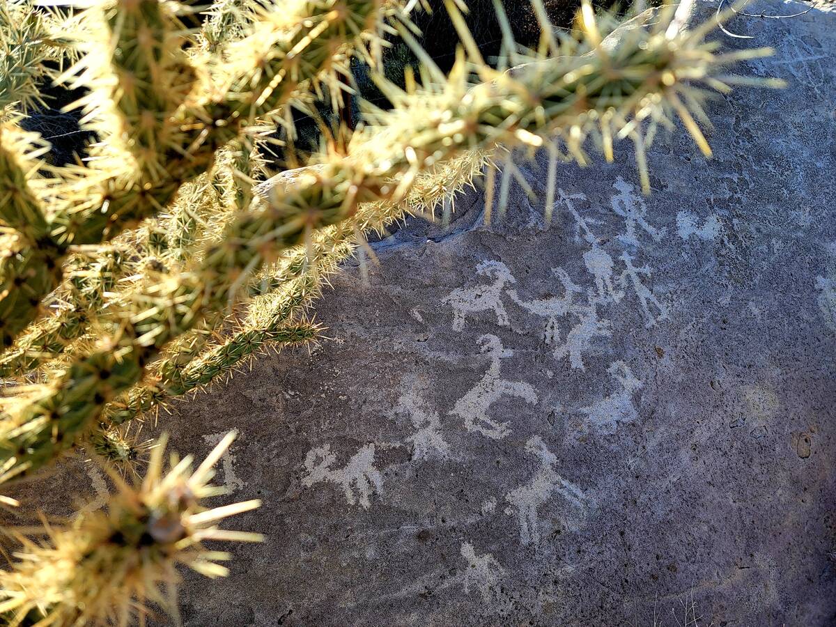 Spiny buckhorn cholla appears to be protecting petroglyphs near Lone Grapevine Spring, one of t ...