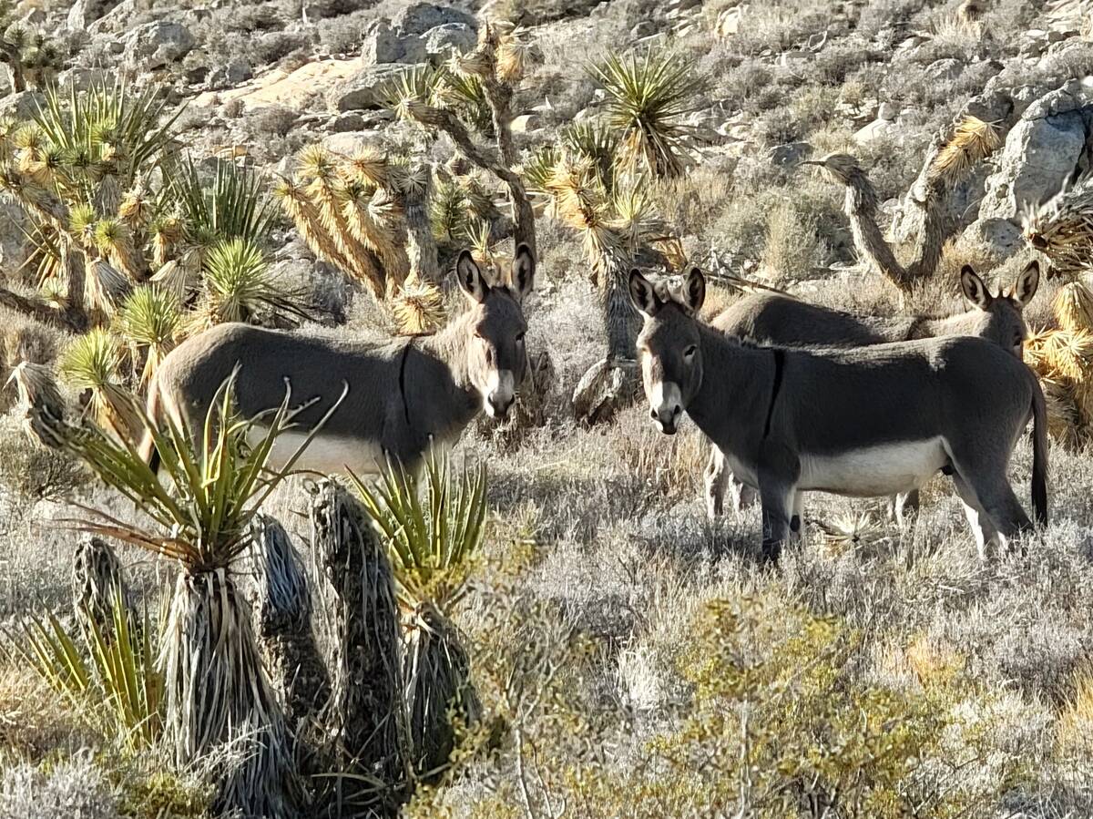 Wild burro scat typically litters paths near the Late Night Trailhead parking lot, but seeing t ...