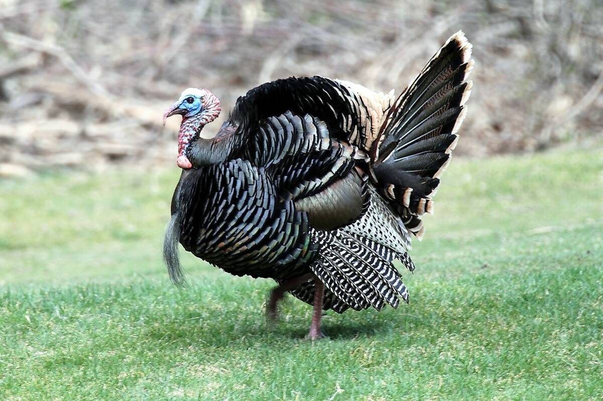 This adult male Rio Grande turkey is in full strut and on his way to catch the attention of a h ...
