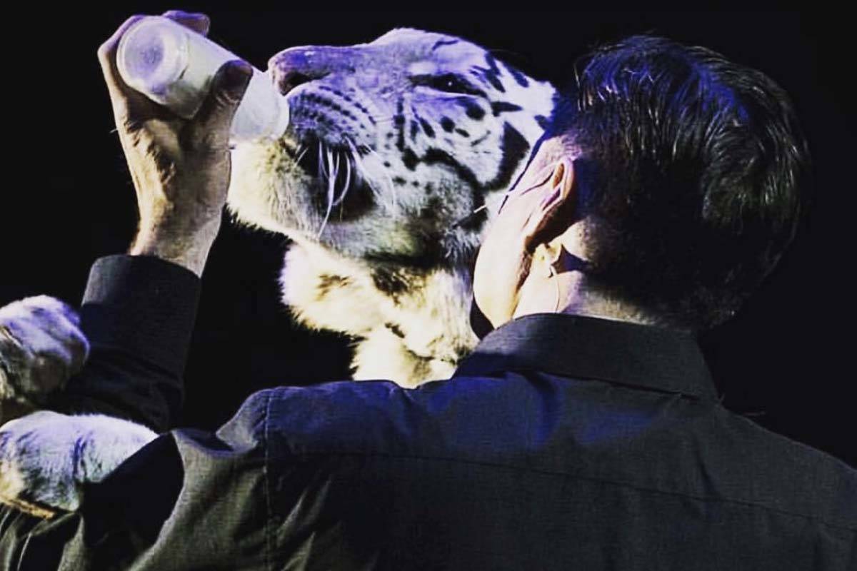 En esta foto de archivo, el mago Jay Owenhouse alimenta con biberón a Shekinah, una tigre hemb ...