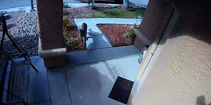 A video surveillance camera captured this image of the mountain lion wandering up to ...