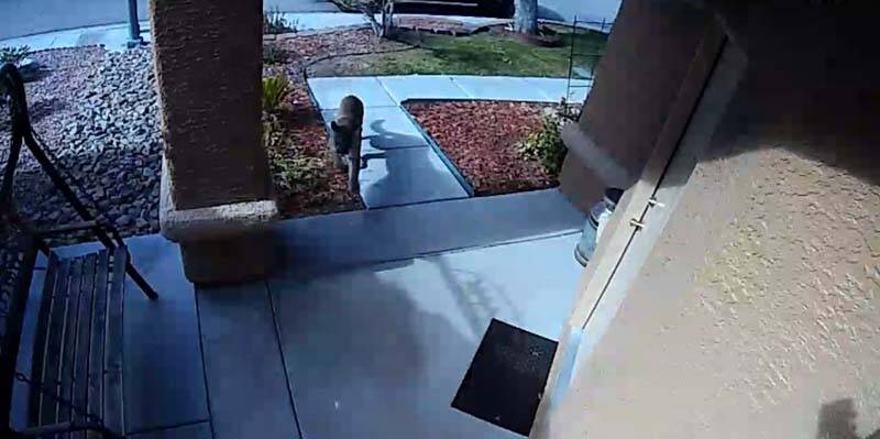 A video surveillance camera captured this image of the mountain lion wandering up to ...