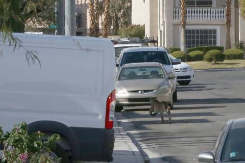 A mountain lion runs down the residential street of West Ivory Beach Drive in Las Vegas after j ...